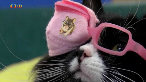 Zprávičky - 6. listopadu 2019