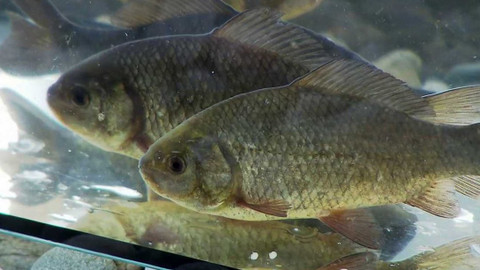 Nedej se! - Zachraň karase