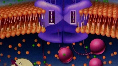 Popularis - 13. února 2003