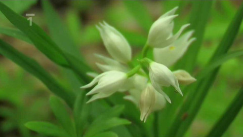 Živé srdce Evropy - Okrotice mečolistá