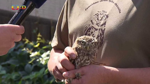 Zprávičky - 11. srpna 2021