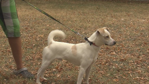 Chcete mě? - Chcete je?