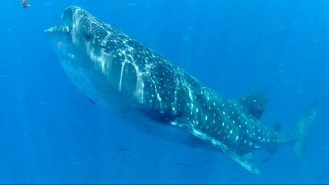 Obdivuhodný svět přírody - Žralok velrybí