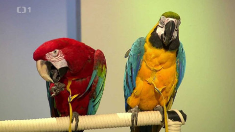 Hobby naší doby - 15. února 2020