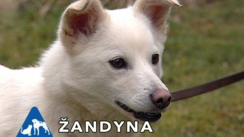 Chcete mě? - Chcete je?