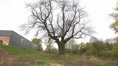 Nedej se! - Strom hrdina