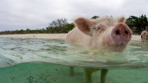 Podivuhodné přírodní úkazy - Epizoda 1/3