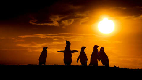 Patagonie - život na konci světa - 4/6 Pouštní pobřeží