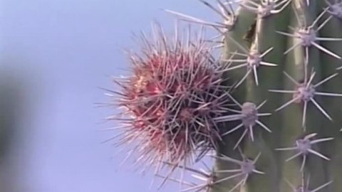 Dětská encyklopedie světa - 7/21 Kaktus