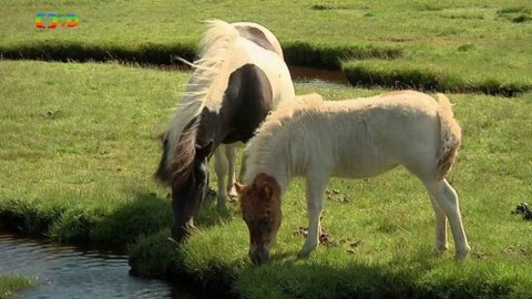 Cestohrátky - Shetlandy