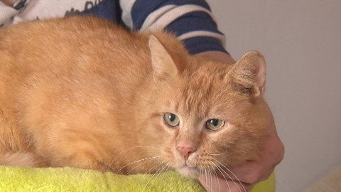 Chcete mě? - Chcete je?