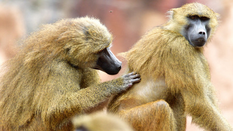 Člověk jako živočišný druh - 2/2 Život, láska, smrt
