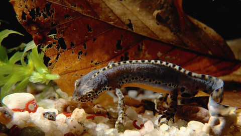 Příběhy zvědavých přírodovědců - 8/10 Chladná krev aneb O čolcích