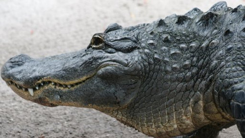 60 zvířecích zabijáků - Epizoda 18/20