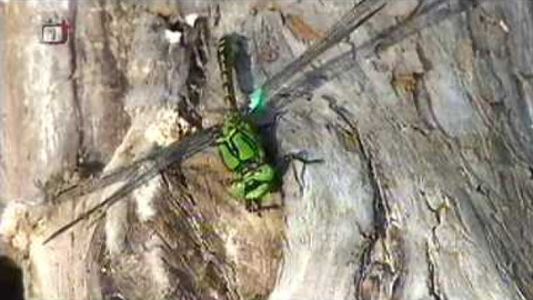 Živé srdce Evropy - Klínatka rohatá