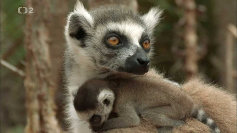 Obdivuhodný svět přírody - Lemuři kata, Madagaskar