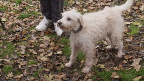 Kočka není pes - Ochranář Dasty a majetnická Chanel