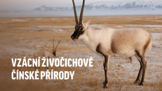 Vzácní živočichové čínské přírody