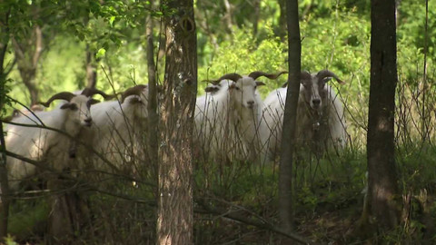 Nedej se! - Valašsko znovu zaseté