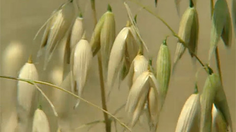 Pod pokličkou - I bez lepku je jídlo k snědku