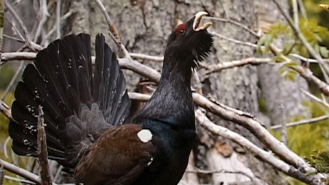 Tisíc let české myslivosti - 3. června 2011