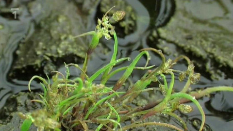 Živé srdce Evropy - Puchýřka útlá