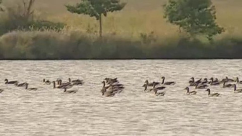 Nedej se! - Ptačí oblasti