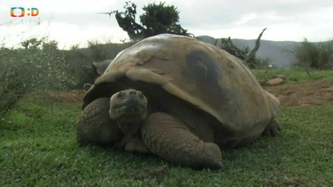 Hvězdy zvířecí říše - 25/32 Nejdéle žijící tvor