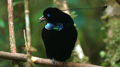 Obdivuhodný svět přírody - Rajky, Papua Nová Guinea