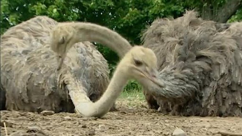 Náš venkov - Exoti na českém dvorku