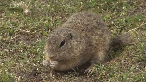 Nedej se! - Sysli na vinici