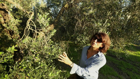 Evropa dnes - Olivový olej - zelené zlato Středomoří