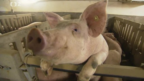 Nedej se! - Zvířecí koncentráky?