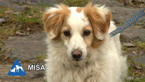 Chcete mě? - Chcete je?