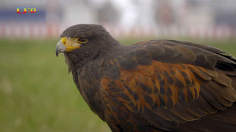 Zvířecí profesionálové - Ptáci, kteří hlídají letiště