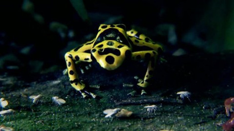 Lovci záhad - Proč žáby skáčou