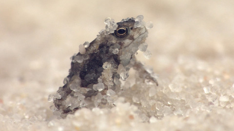 Obdivuhodný svět přírody - Písečné duny v Brazílii