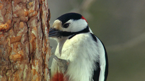 Safari z Knihy džunglí - Epizoda 9/26