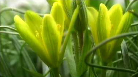 Živé srdce Evropy - Křivatec český