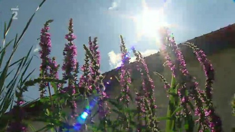 Přidej se - Kořenové čistírny