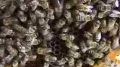 Přidej se - Včely II.