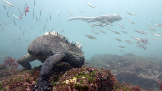 Zvířecí špioni pod hladinou