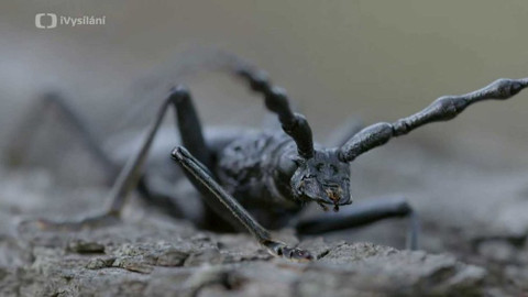 Minuty z přírody - Tesařík obrovský