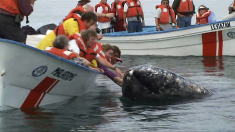 Objevování planety Oceán - 8/13 Domov plejtvákovce šedého
