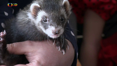 Terčin zvířecí svět - 28. března