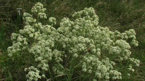 Živé srdce Evropy - Katrán tatarský