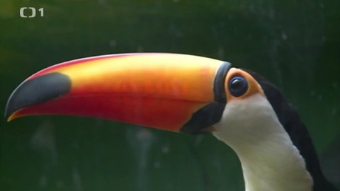 Toulavá kamera - 25. května 2014