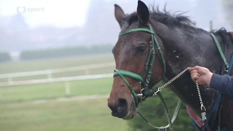 Turf - 11. listopadu 2015