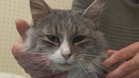 Chcete mě? - Chcete je?