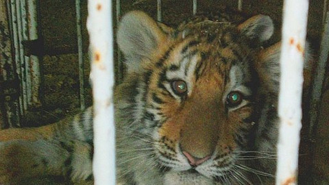 Mezi námi zvířaty - 6. prosince 2008